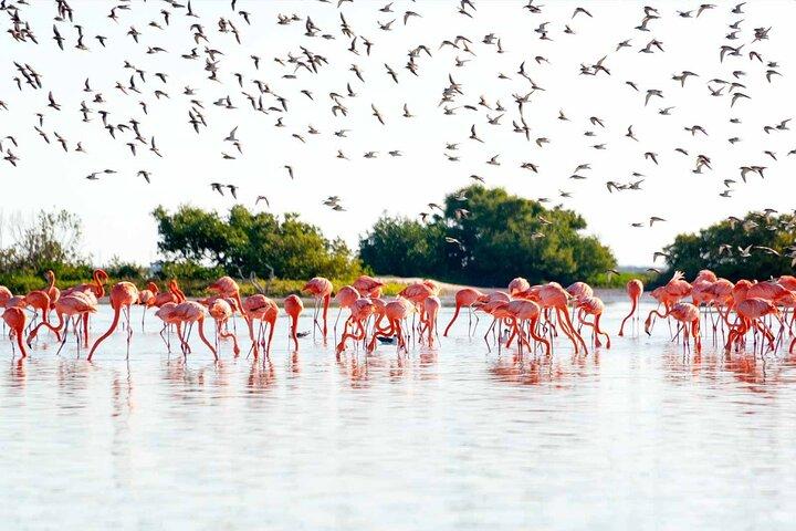Las Coloradas Geweldig roze meer en Rio Lagartos vanuit Tulum