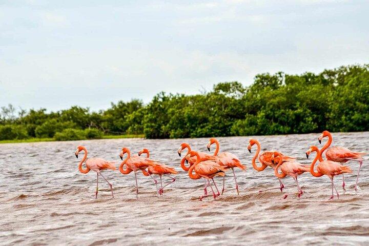 Las Coloradas Geweldig roze meer en Rio Lagartos vanuit Tulum