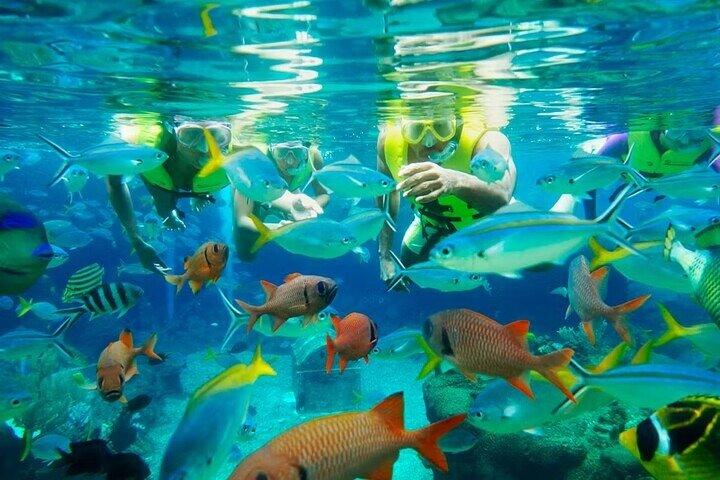 Adventure Cove Waterpark-billetter