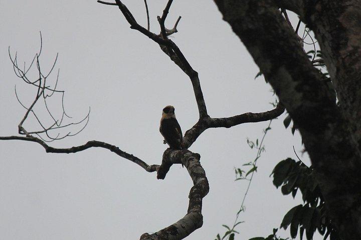 Birdwatching Manuel Antonio (Esquipulas All incluided)