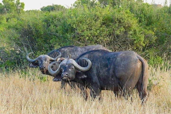 5days Tour Tsavo East & west, Amboseli from Mombasa