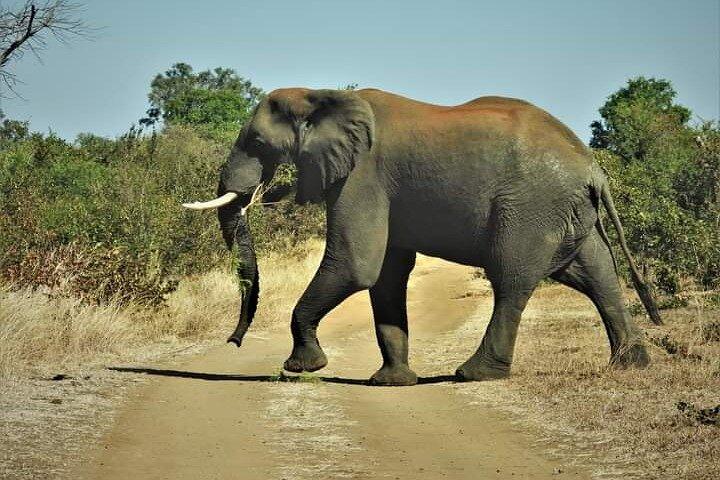 Anmeldelse af Rhino Walk
