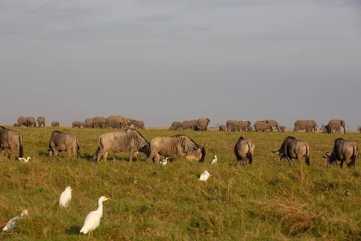 5days Tour Tsavo East & west, Amboseli from Mombasa