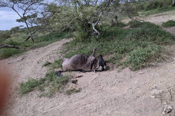 4 - Day Group Lodge Safari Tarangire, Serengeti, Ngorongoro