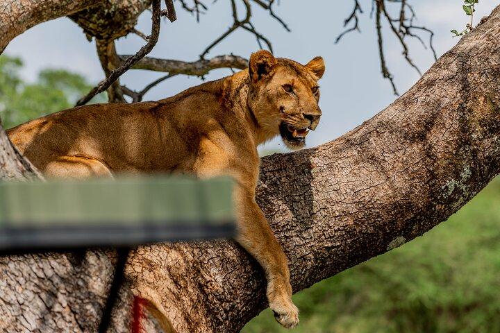 4 - Day Group Lodge Safari Tarangire, Serengeti, Ngorongoro