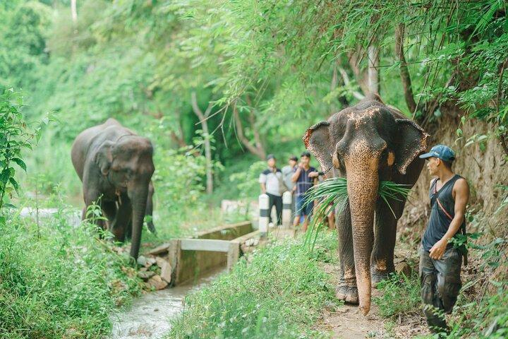 Heldags Elephant Sanctuary Mahout upplevelse