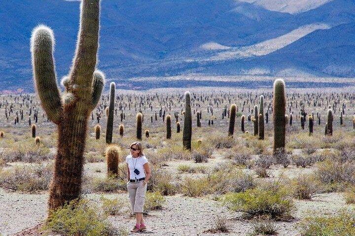 Tour a Cachi desde Salta