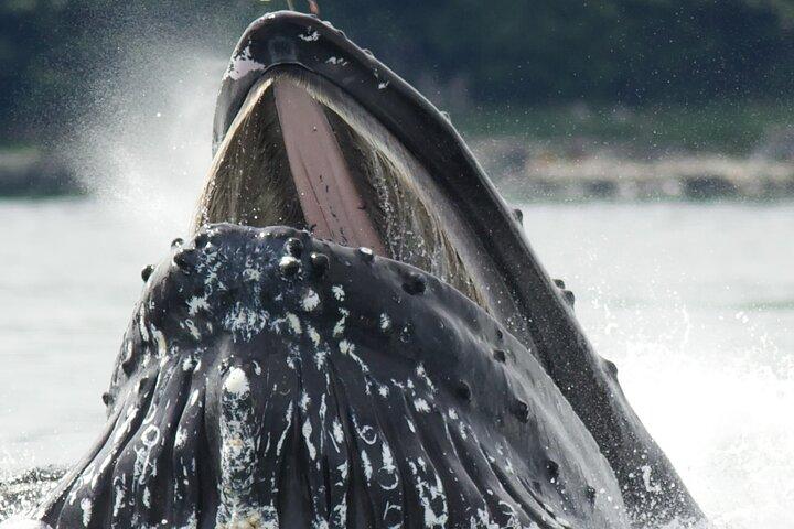 Contes et marées : croisière sur les traditions et la faune de l'Alaska