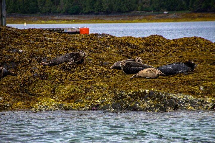 Contes et marées : croisière sur les traditions et la faune de l'Alaska