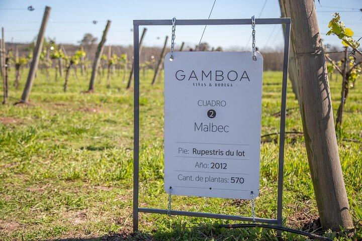 Tour privado e degustação de vinhos na Bodega Gamboa com almoço