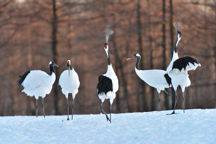 Red-Crowned Crane, Eagle & Wildlife Guided Tour at Kushiro marsh