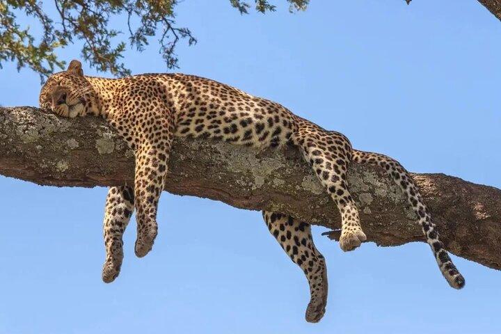 3 dage til Serengeti og Ngorongoro krater Midrange