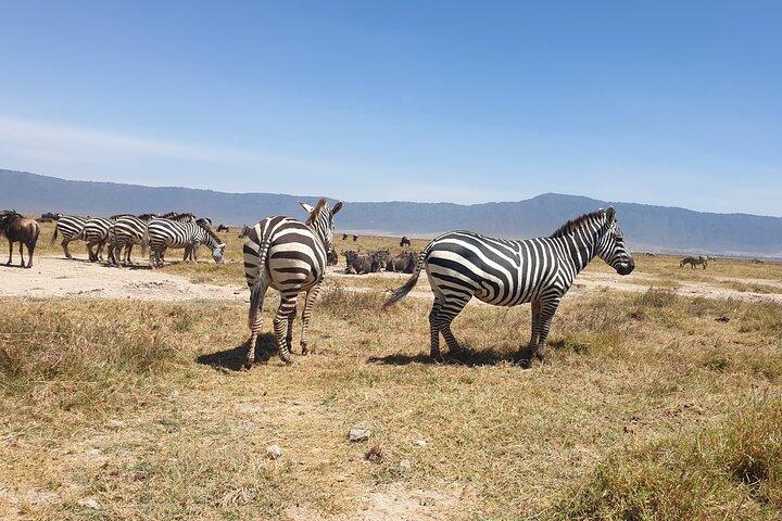 3 dage til Serengeti og Ngorongoro krater Midrange