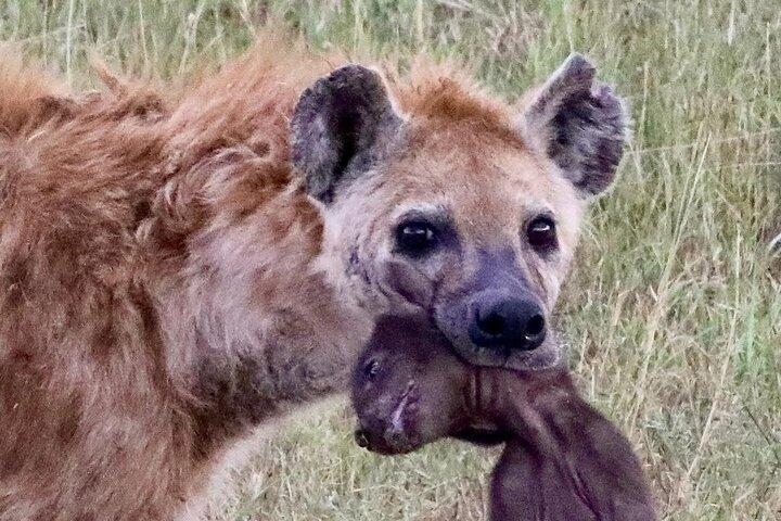 3 dage til Serengeti og Ngorongoro krater Midrange