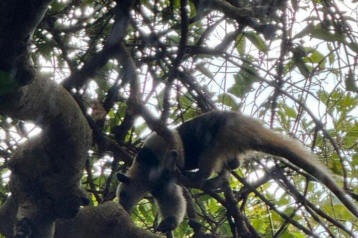 ナマケモノ観察、ミラバジェス火山、温泉、隠れた滝
