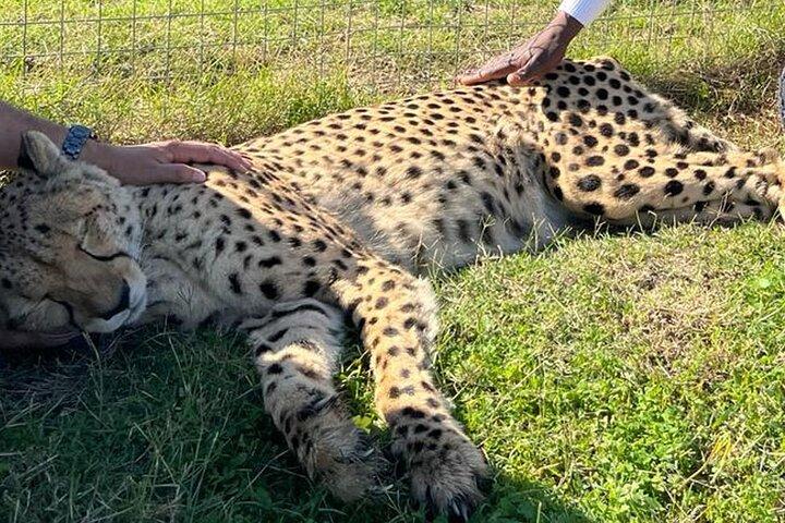 ケープタウンキリンハウスチーター遭遇＆ワイン試飲ツアー