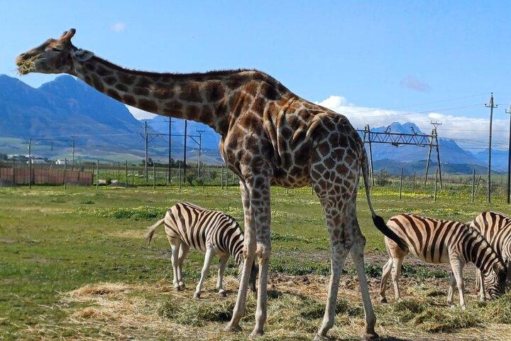Visite guidée de dégustation de vin et de rencontre de guépards de la Maison des girafes du Cap