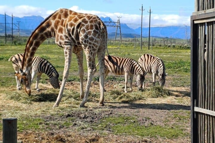 Cheetah Outreach and Giraffe Encounter with Wine Tasting Tour
