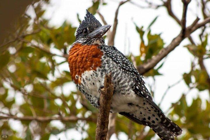 St. Lucia Birdwatching Tour saindo de Durban