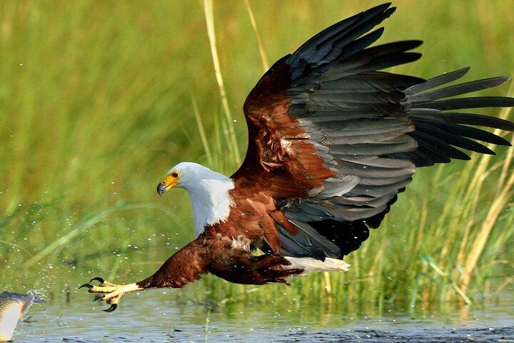 St. Lucia Birdwatching Tour saindo de Durban