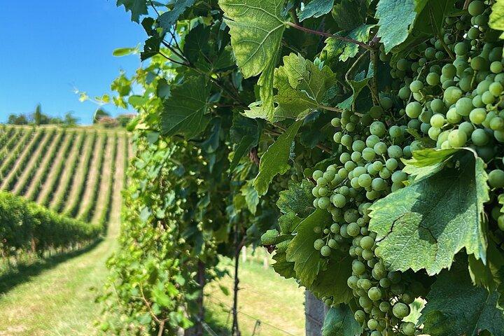 Prosecco vinho e comida festa em família ostéria