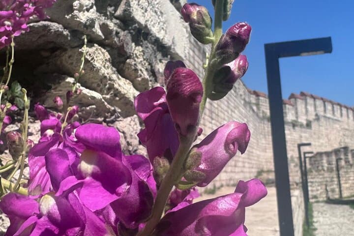 Istanbul City Walls & Byzantine Secrets – Private Walking Tour