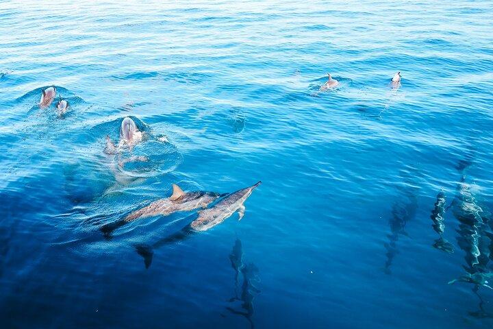 Kealakekua Bay Snorkeling e Safari dei delfini a Kona Big Island (4 ore)