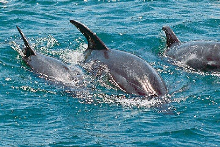 Delfin og snorkling tur i Watamu