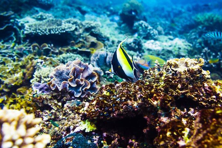 Gili Air : プライベートシュノーケリング（4スポット）