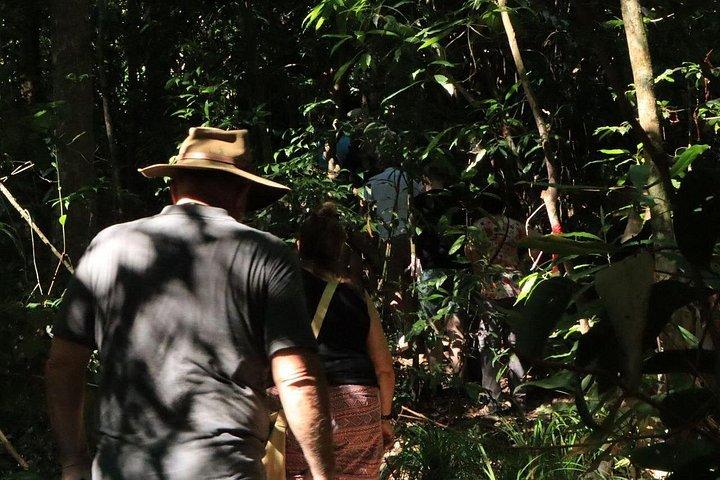 JungleWalla Langkawi Morning Rainforest Walking Tour