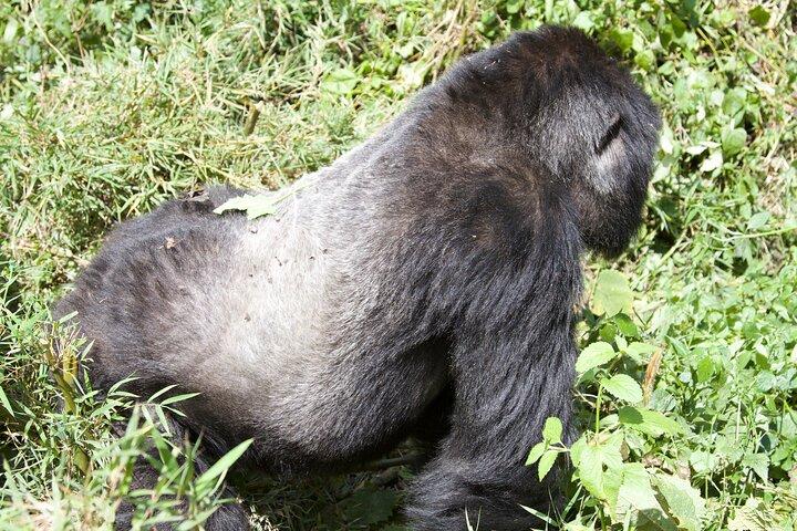 1 dag Rwanda Gorilla Trekking Tour
