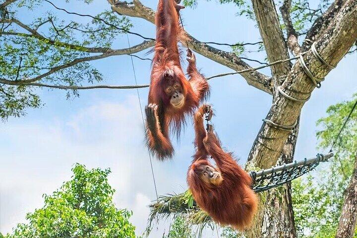 Bilhetes para o Zoo de Singapura com passeio de trânsito