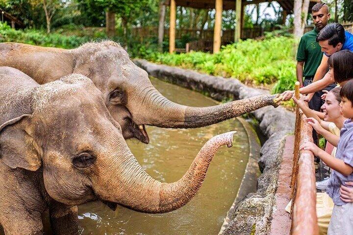 Singapore Zoo biljetter med spårvagnsresa