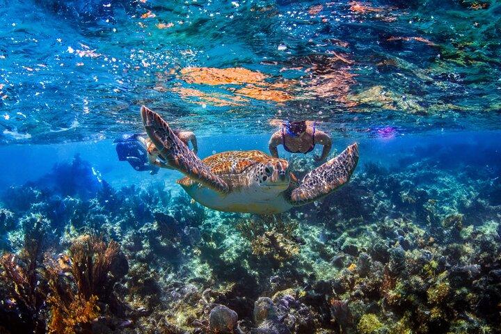 Verstecktes Cenote-Schwimmen: Schnorcheln, Meeresschildkröten und Mittagessen am Strand