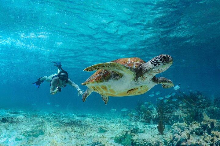 Tulum, Schnorcheln mit Meeresschildkröten, Cenote und Mittagessen am Strand
