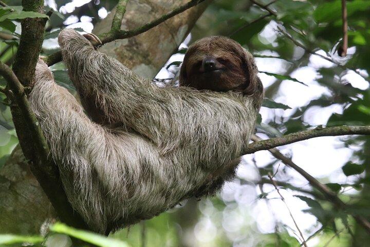 Tour Privado para Observar Osos Perezosos y Tubing en Rio Celeste