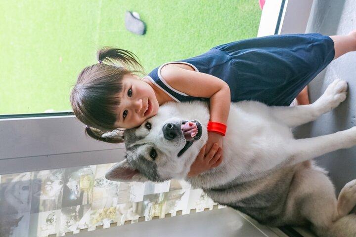 Huskitory Connecting People and Dogs