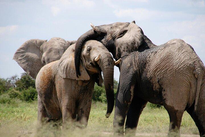 Nuit safari au parc national Amboseli au départ de Nairobi