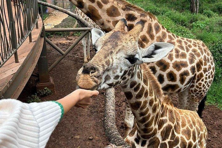 半日キリン センター、赤ちゃんゾウ、カレン ブリクセン ガイド付きツアー