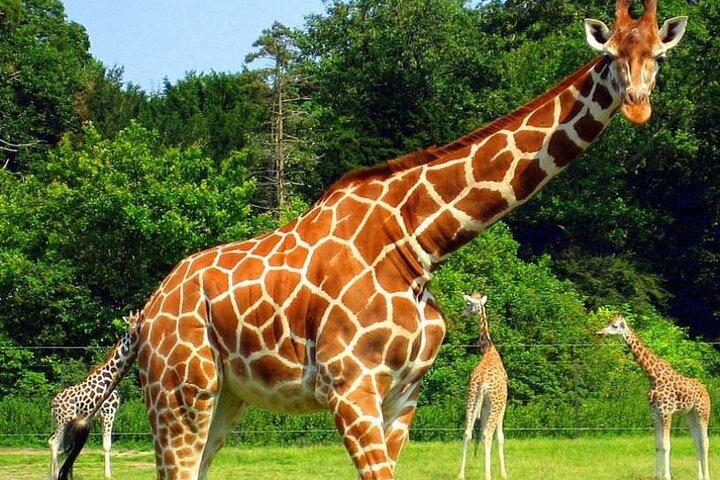 半日サファリタラ動物保護区とダーバンからのナタール公園