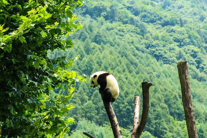 貸切バス1日：成都パンダ基地と楽山ジャイアントブッダ