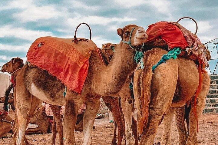 Agafay Desert dinner show with camel ride