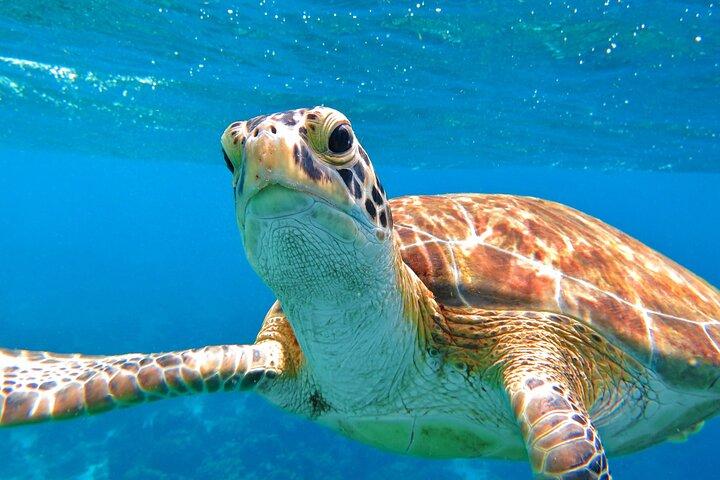 Excursão de caiaque e snorkel na lagoa St Thomas Mangrove nas Ilhas Virgens Americanas