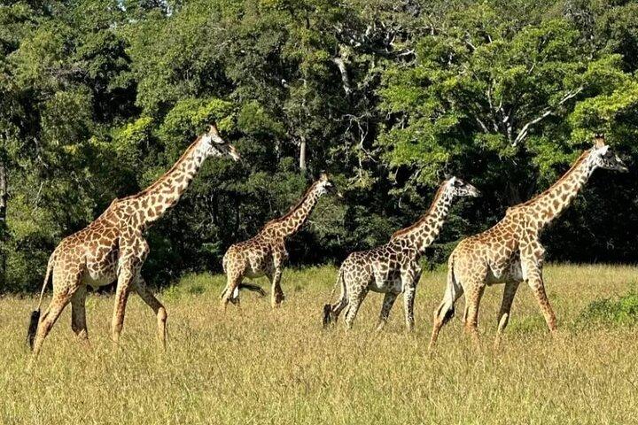 3-dages safari eventyr fra Dar es Salaam til Mikumi National Park