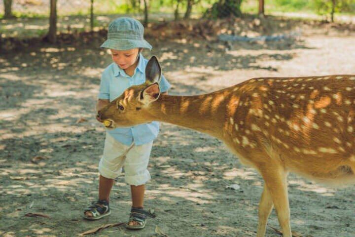 Tour personalizzato di mezza giornata di Nara con una Guida locale