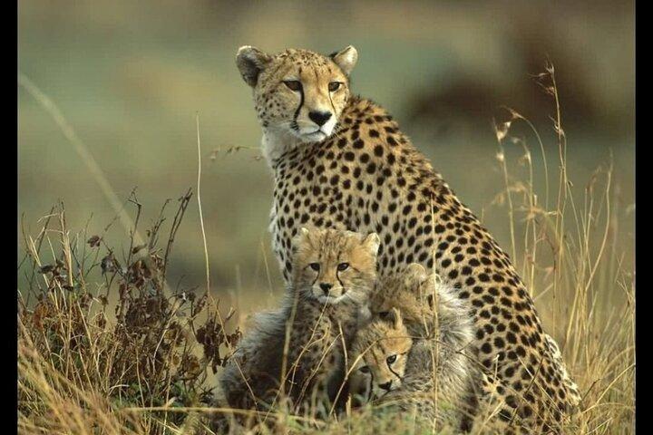 2 Days 1 Night Tour to Amboseli National Park with Jeep 4x4