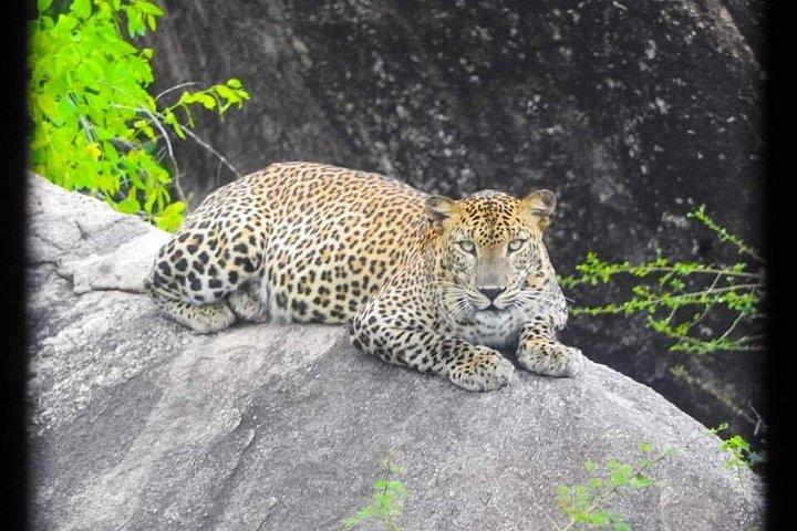 ハンバントタ港発ヤーラ国立公園サファリツアー