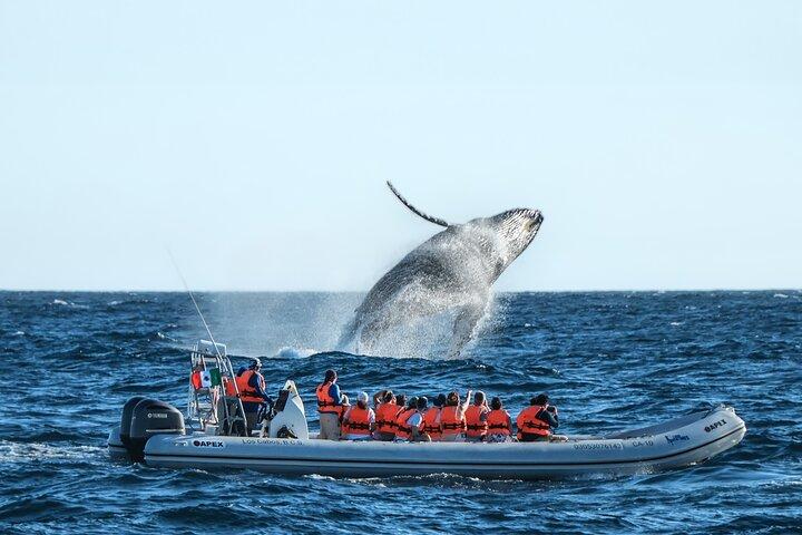 Whale Watching, The Famous Arch and Fast Boat Tour in Los Cabos