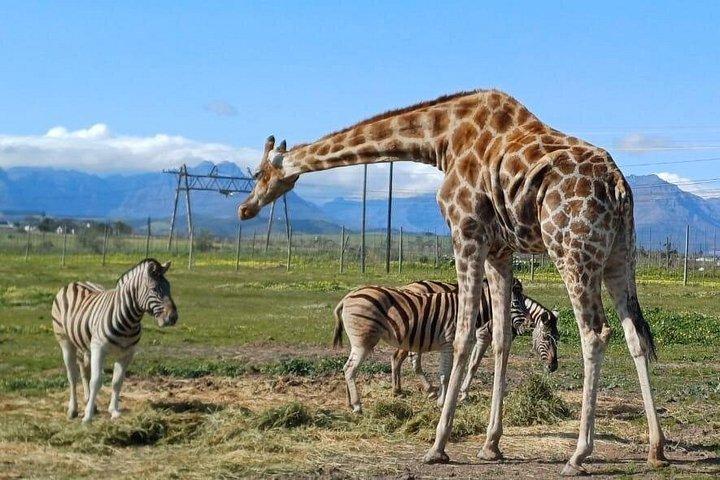 Casa da girafa e Cheetah Outreach com vinho Tour privado