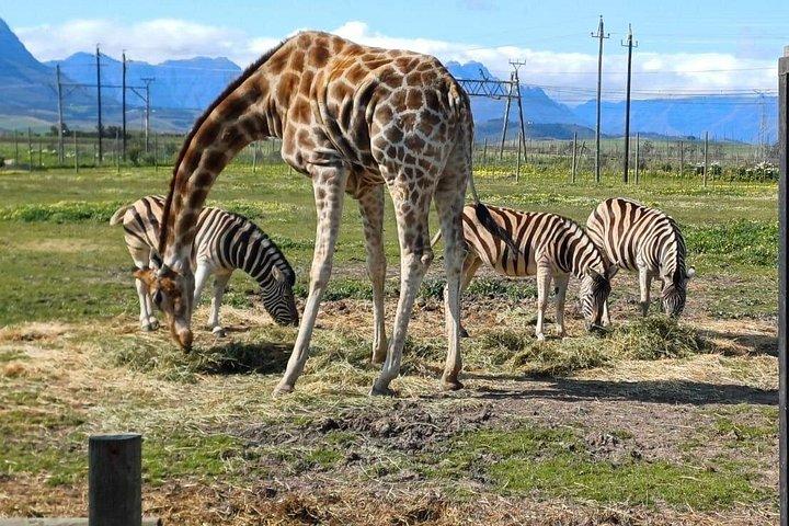 キリンハウスとチーターアウトリーチとワインプライベートツアー